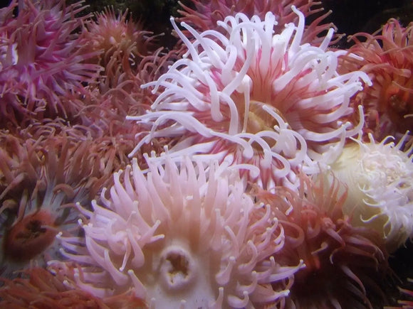 Anemone: come allevarlo in acquario marino