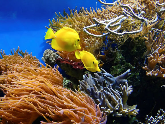 Coralli come allevarli in acquario