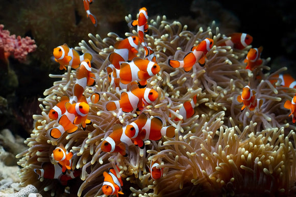 Il Pesce Pagliaccio: Un Gioiello Colorato
