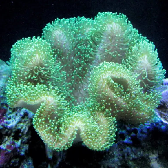 Coralli molli