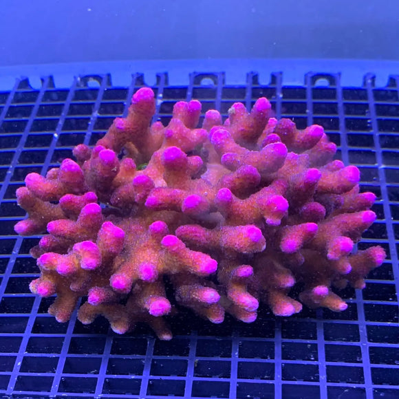 Coralli SPS