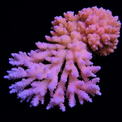 Coralli