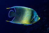 Pomacanthus semicirculatus - Pesce Angelo Koran