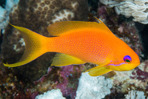 Anthias Squamipinnis