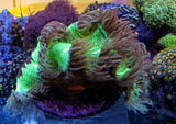 Catalaphyllia Jardinei