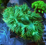 Catalaphyllia Jardinei