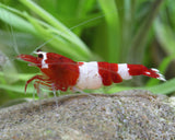 Caridina Taiwan Bee - Panda Black & Panda Wine (High Grade)