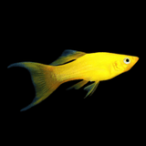 Poecilia sphenops - Molly (Black, Gold, Marble)