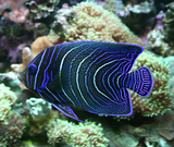Pomacanthus semicirculatus - Pesce Angelo Koran