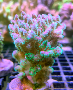 Pocillopora tricolor 2
