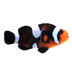 Amphiprion Designer Clownfish: Un Tuffo nel Mondo Colorato