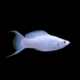 Poecilia sphenops - Molly (Black, Gold, Marble)