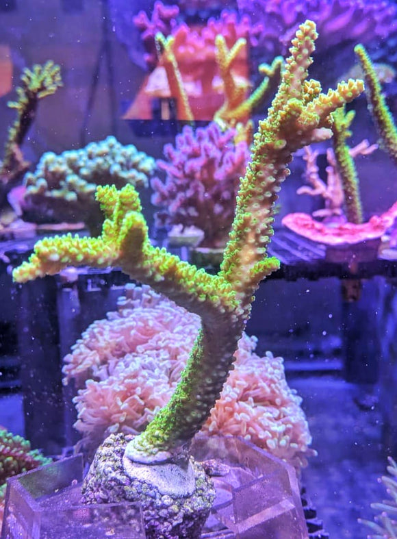 Acropora nobilis 1