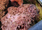 Rocce Vive Tropicali per Acquario Marino - Offerta 5 kg