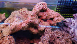 Rocce Vive Tropicali per Acquario Marino - Offerta 5 kg