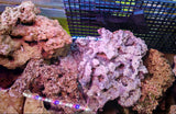 Rocce Vive Tropicali per Acquario Marino - Offerta 5 kg
