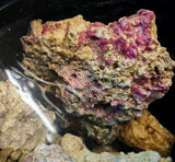 Rocce Vive Tropicali per Acquario Marino - Offerta 5 kg