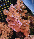 Rocce Vive Tropicali per Acquario Marino - Offerta 5 kg