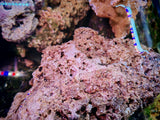 Rocce Vive Tropicali per Acquario Marino - Offerta 5 kg
