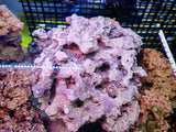 Rocce Vive Tropicali per Acquario Marino - Offerta 5 kg