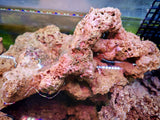 Rocce Vive Tropicali per Acquario Marino - Offerta 5 kg