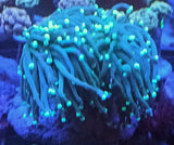 Euphyllia