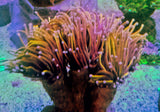 Euphyllia