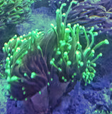 Euphyllia
