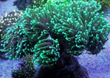 Euphyllia
