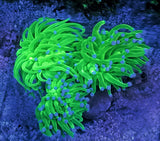 Euphyllia