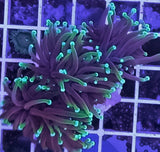 Euphyllia