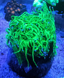 Euphyllia