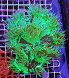 Catalaphyllia Jardinei