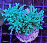 Acropora sp. - Corallo SPS