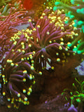 Euphyllia