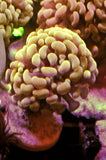 Euphyllia