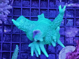 Acropora sp. - Corallo SPS