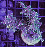 Acropora sp. - Corallo SPS