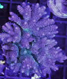 Acropora sp. - Corallo SPS
