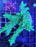 Acropora sp. - Corallo SPS