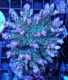 Acropora sp. - Corallo SPS