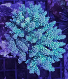 Acropora sp. - Corallo SPS