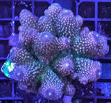 Acropora sp. - Corallo SPS