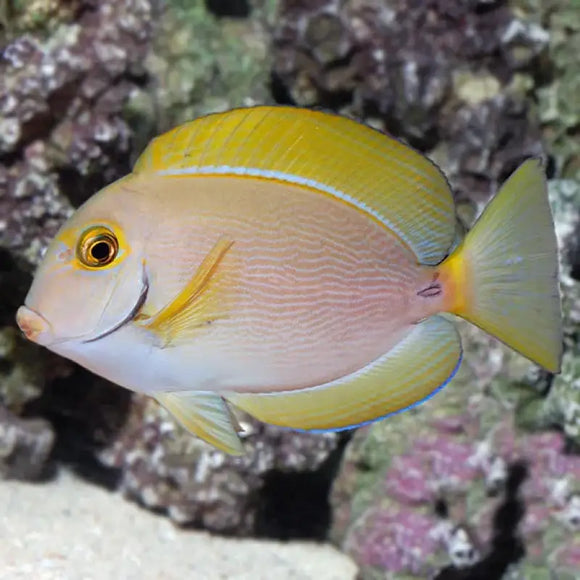 Acanthurus Dussumieri - PESCE MARINO