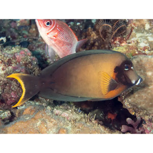 Acanthurus Piroferus - PESCE MARINO