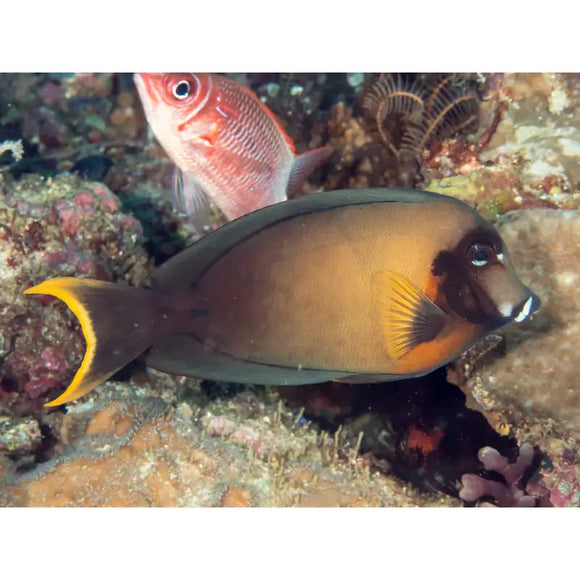 Acanthurus Piroferus - PESCE MARINO