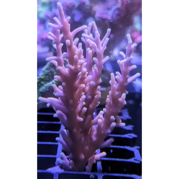 Corallo ramificato corto L’Acropora Echinata presenta delicate strutture rosa