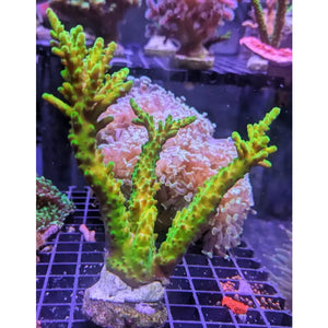 Corallo vibrante di l’Acropora Nobilis con strutture verdi e polipi rosa