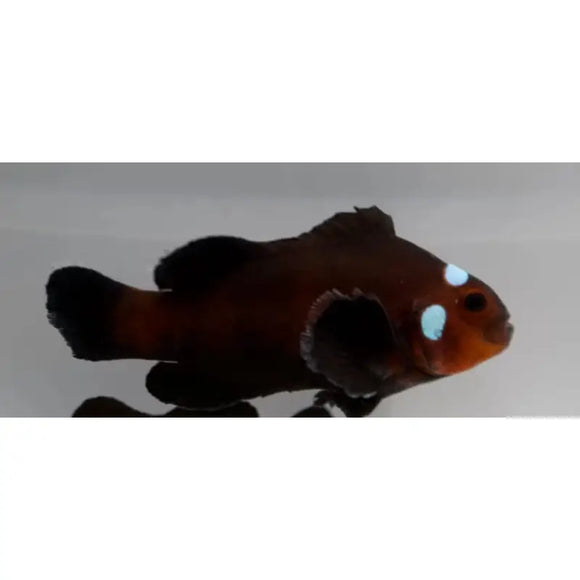 Amphiprion Black Domino - PESCE MARINO