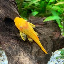 Ancistrus Temminckii Albino - PESCE DOLCE